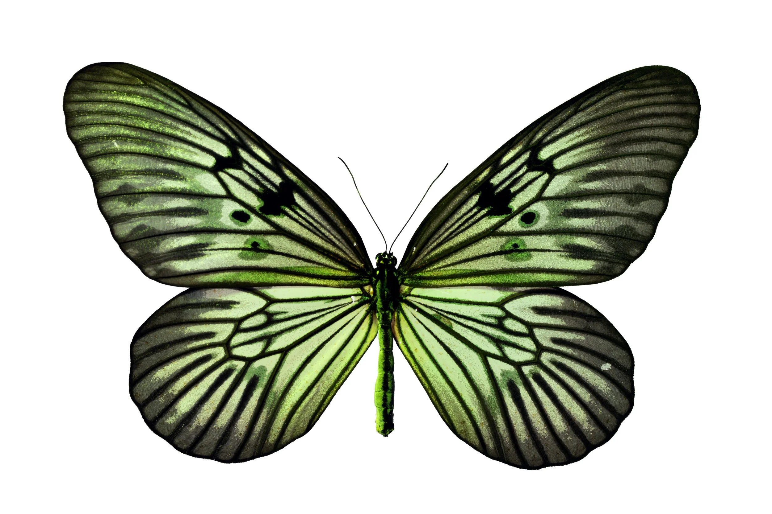 Butterfly 1