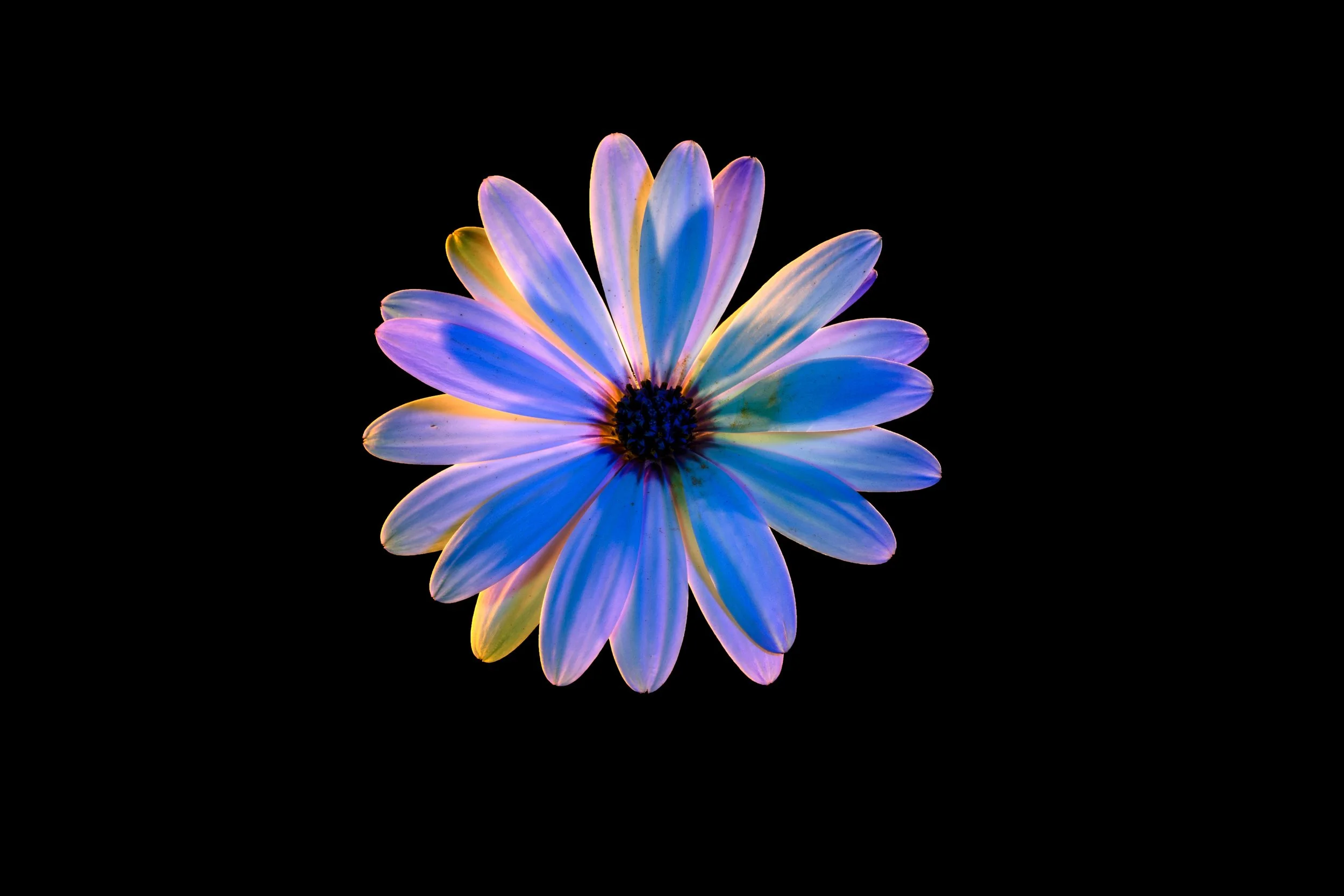 Daisy 6