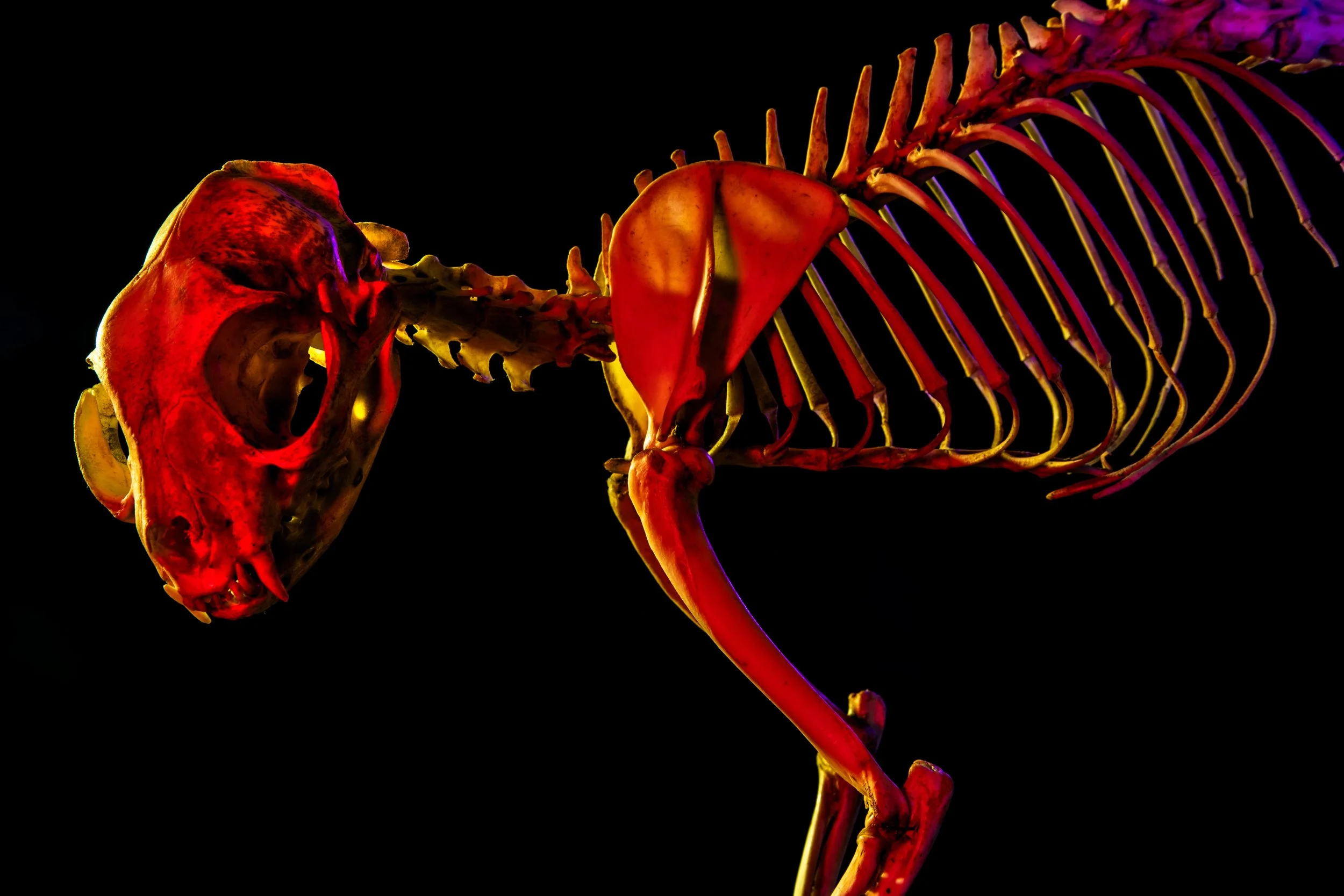 Cat Skeleton 2