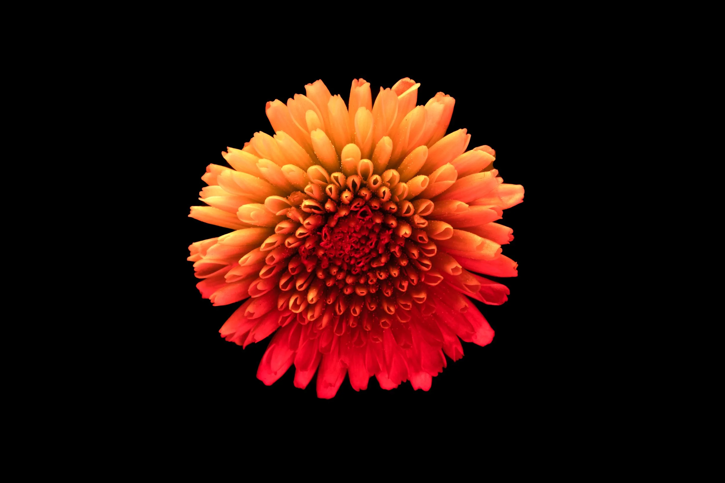 Chrysanthemum 3