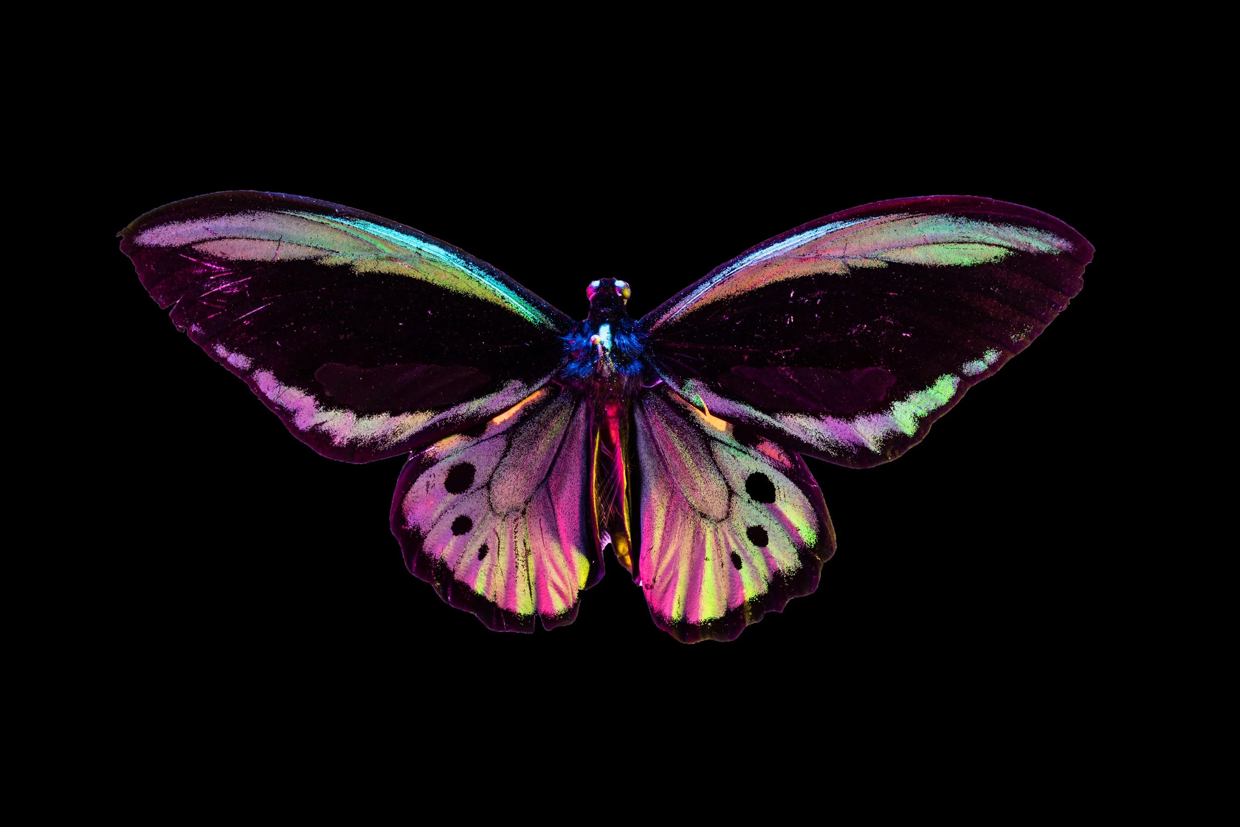 Butterfly 60