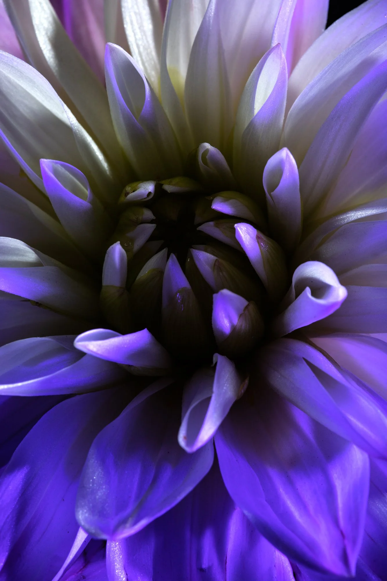 Chrysanthemum 1