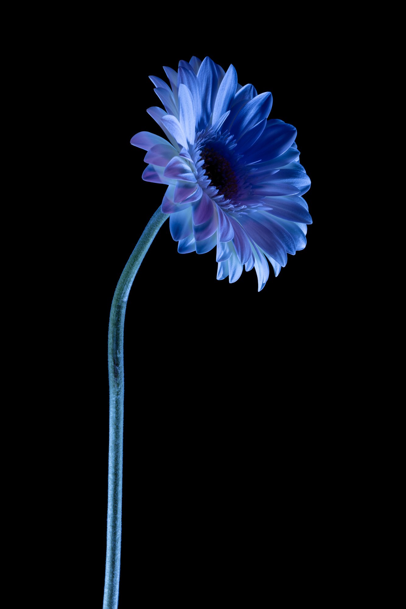 Daisy 3