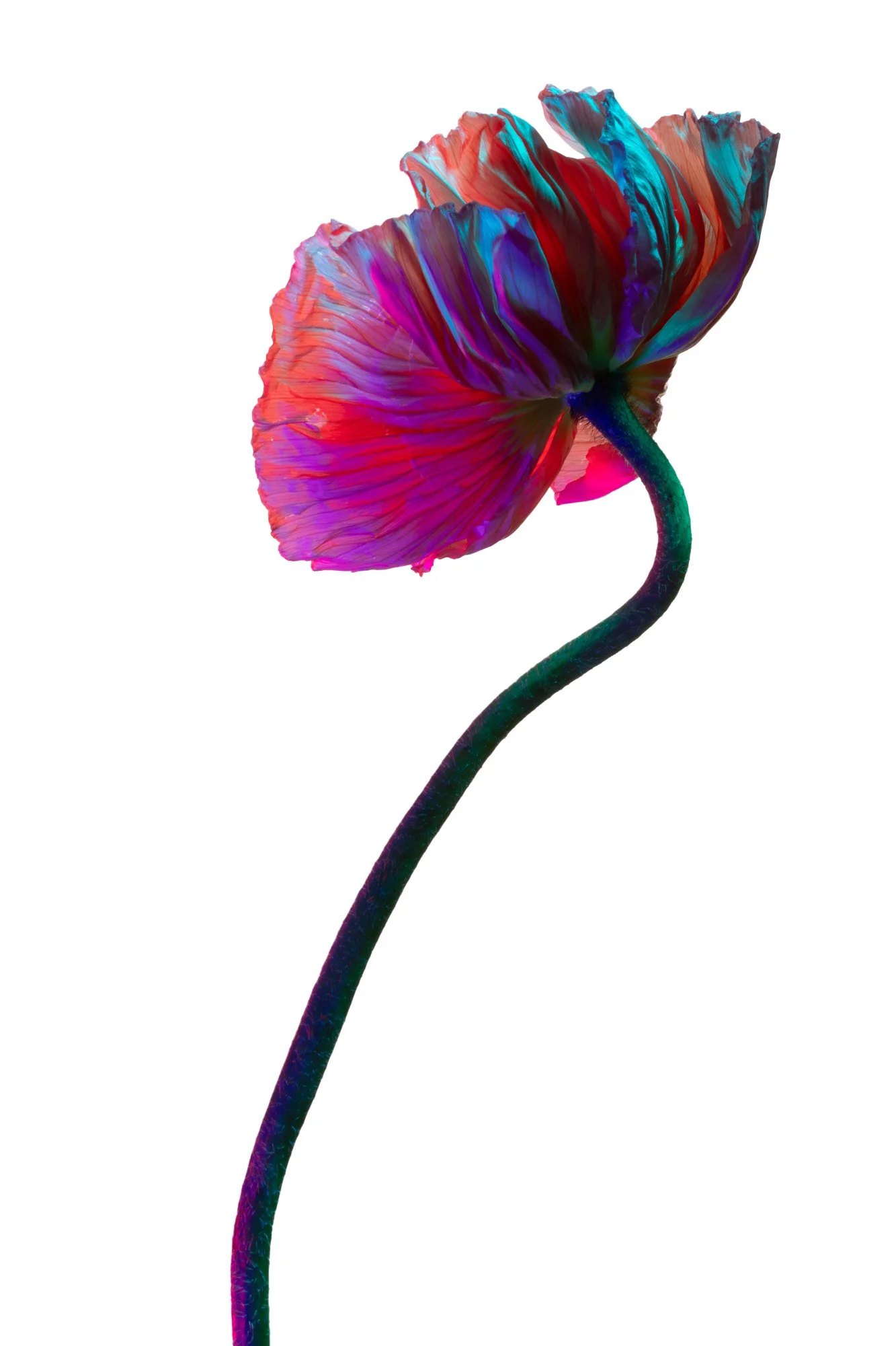 Poppy 4