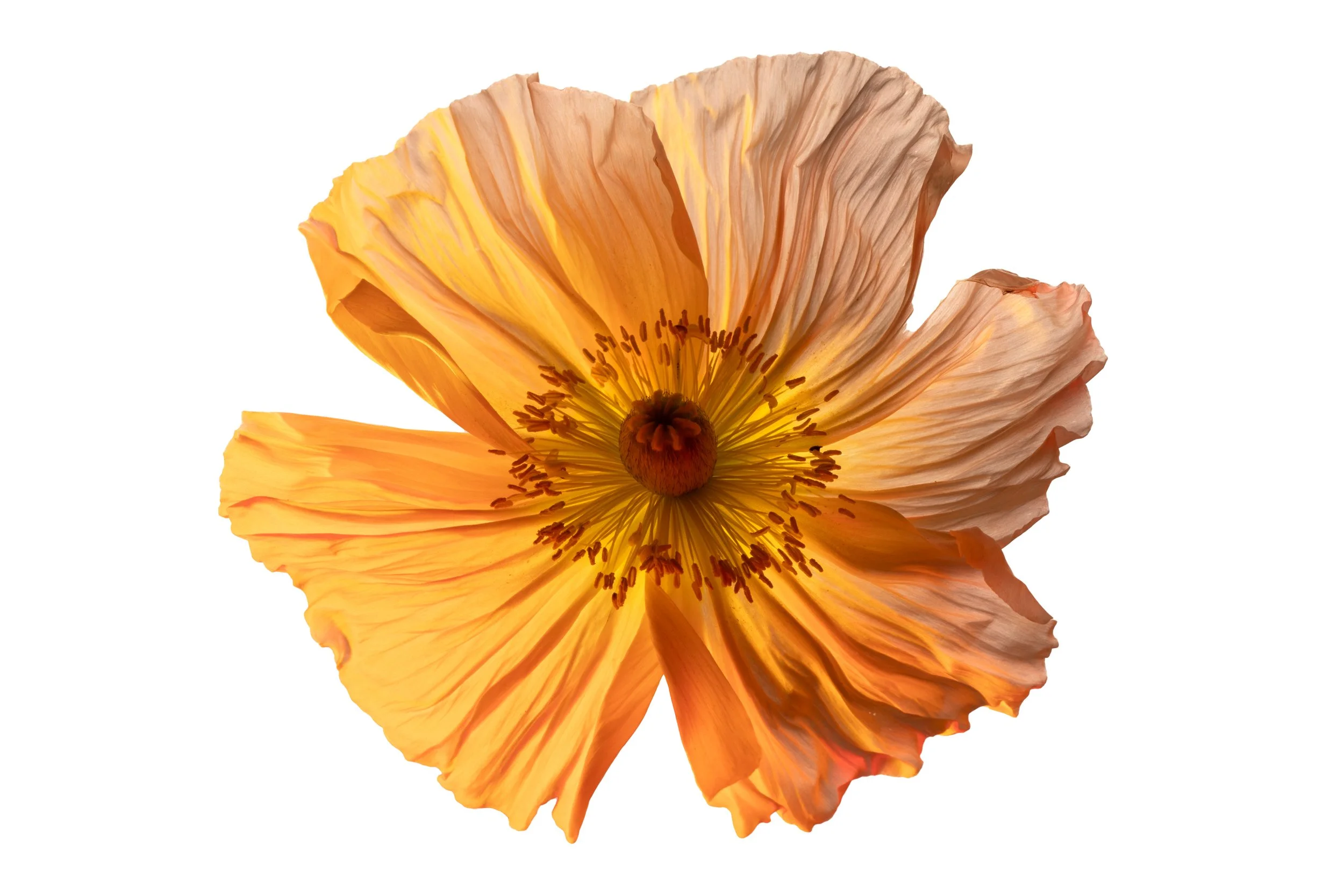 Poppy 1