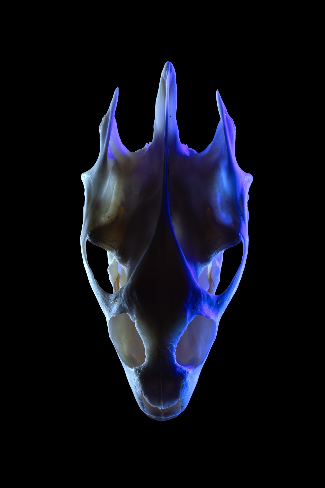 Turtle Skull 2