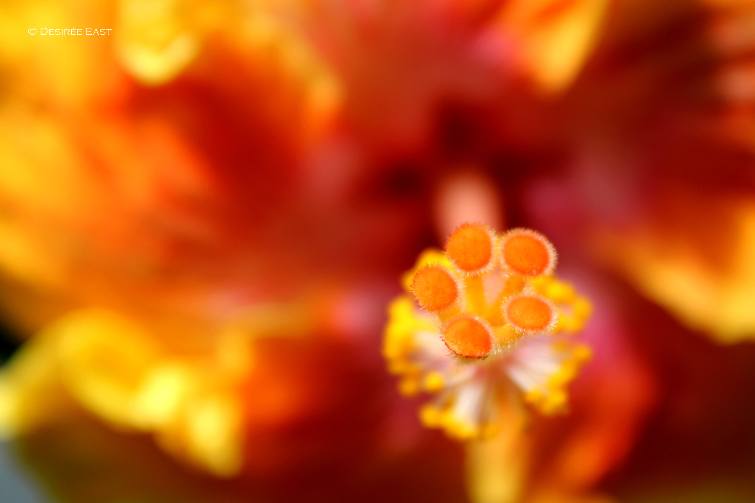 bali-hibiscus-close-up.jpg