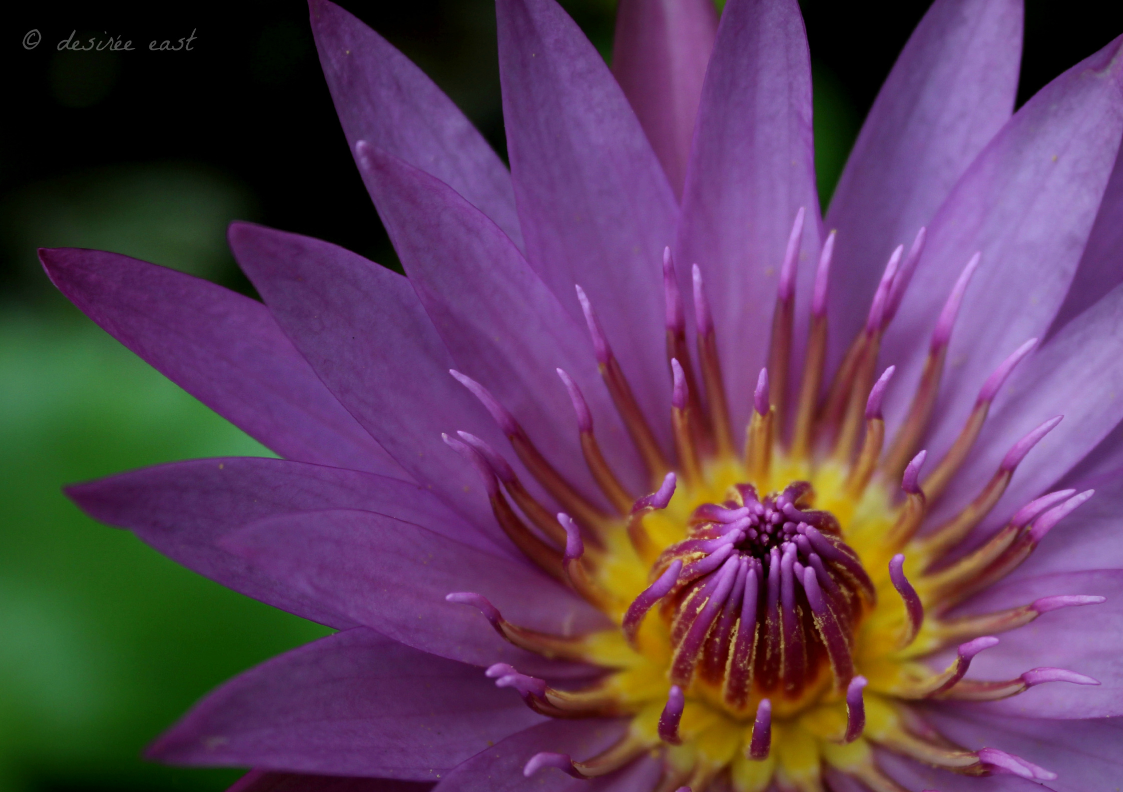 weekly-photo-challenge_purple_photo-by-desiree-east.jpg