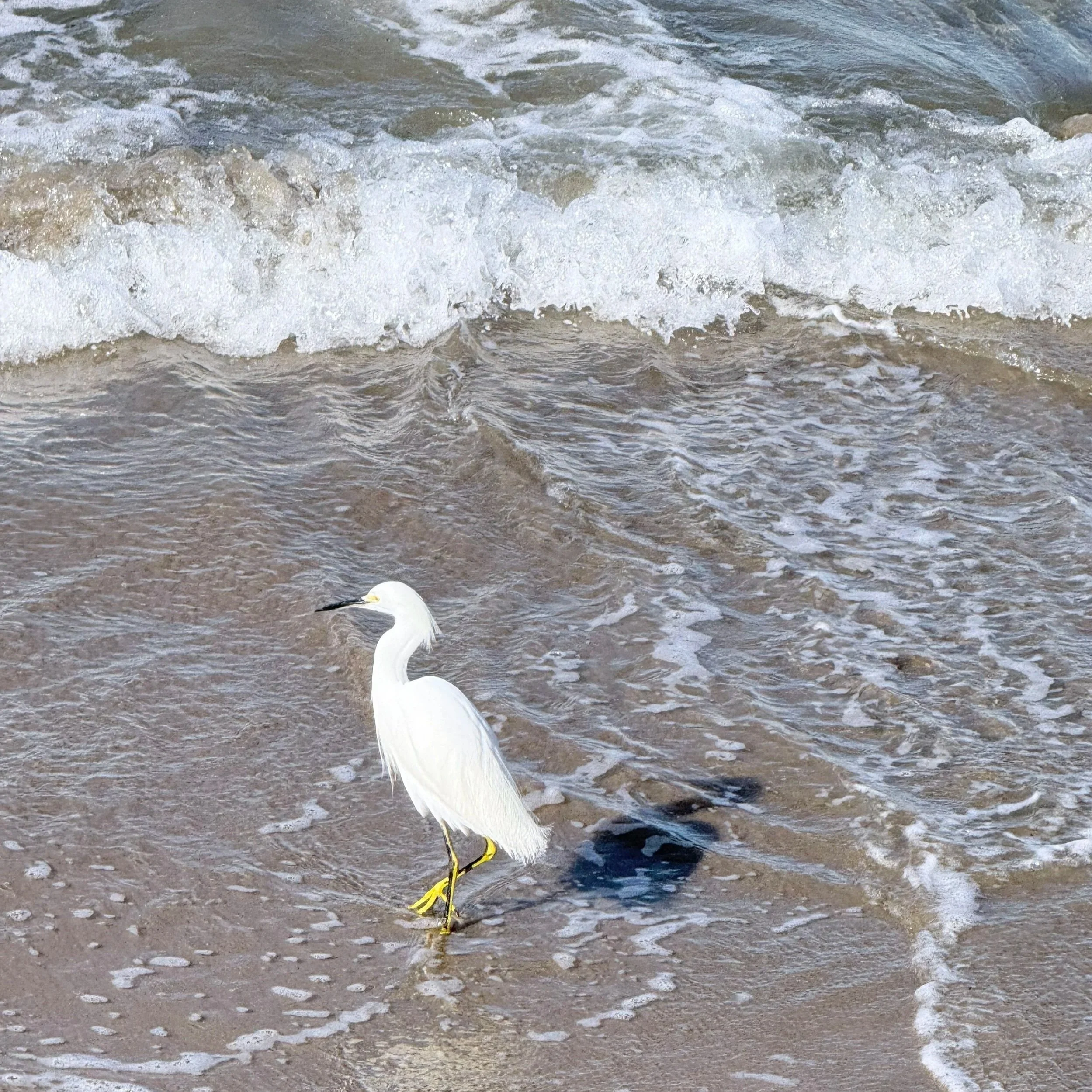 walking meditation: a simple beach ritual to reset your mind and nervous system