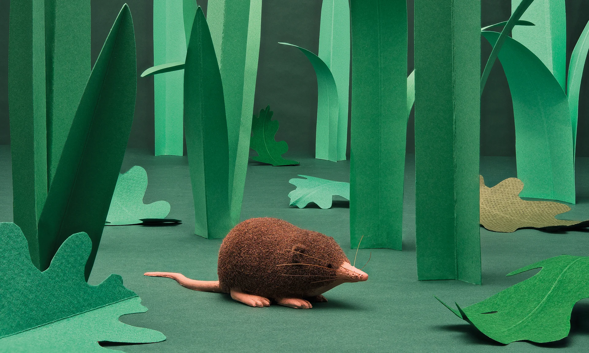 THE LEAST SHREW IS OUR MOST FAVOURITE