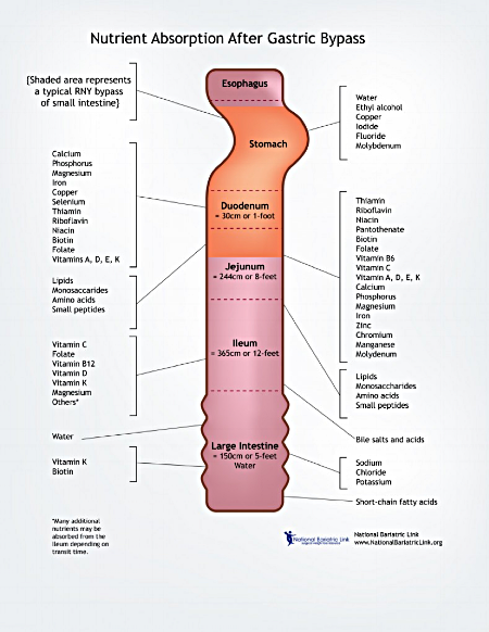 Figure 1. Nutrient absorption (National Bariatric Link, 2018)