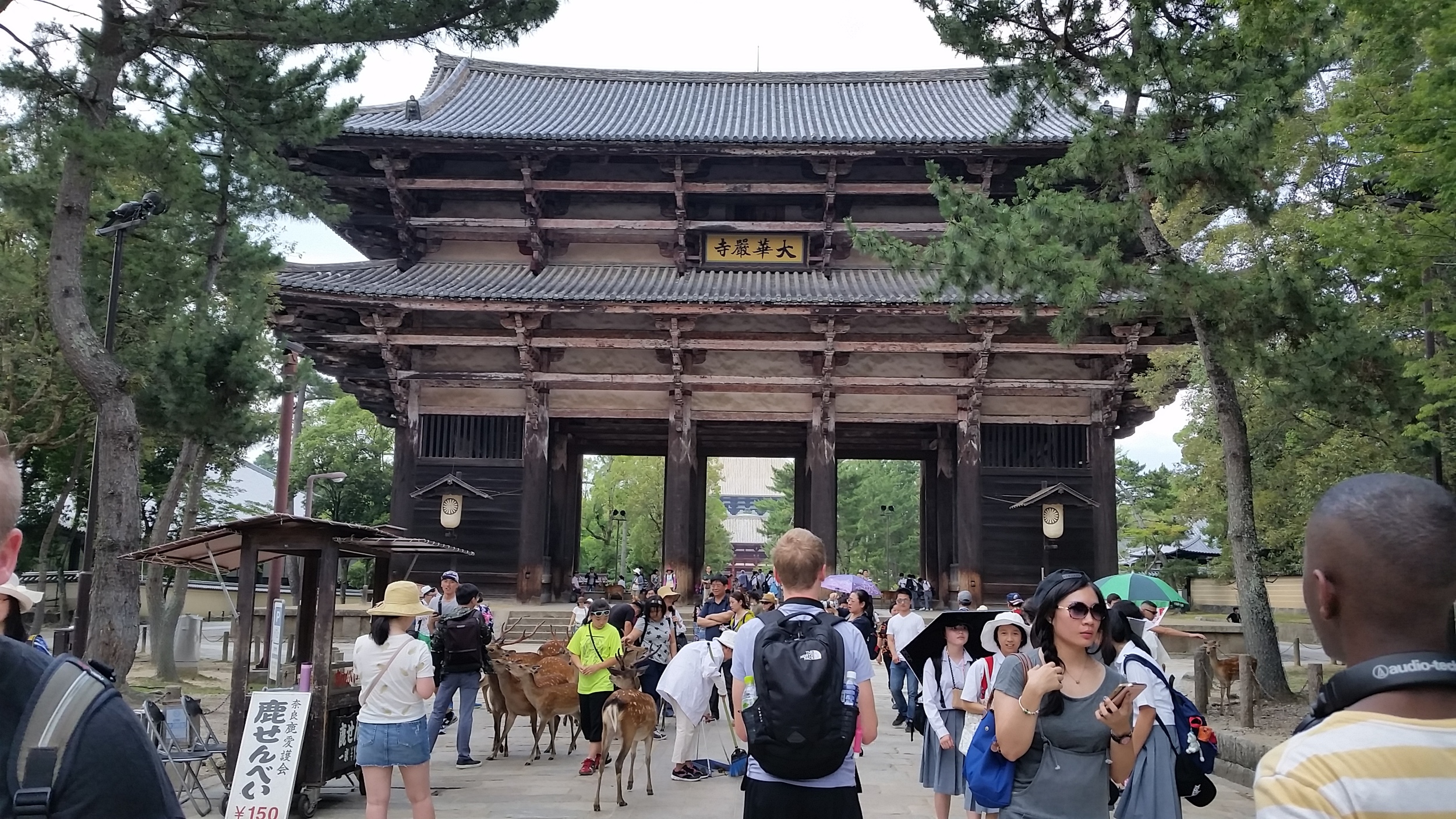 Heading to Toudaiji Temple in Nara and seeing many deer along the way