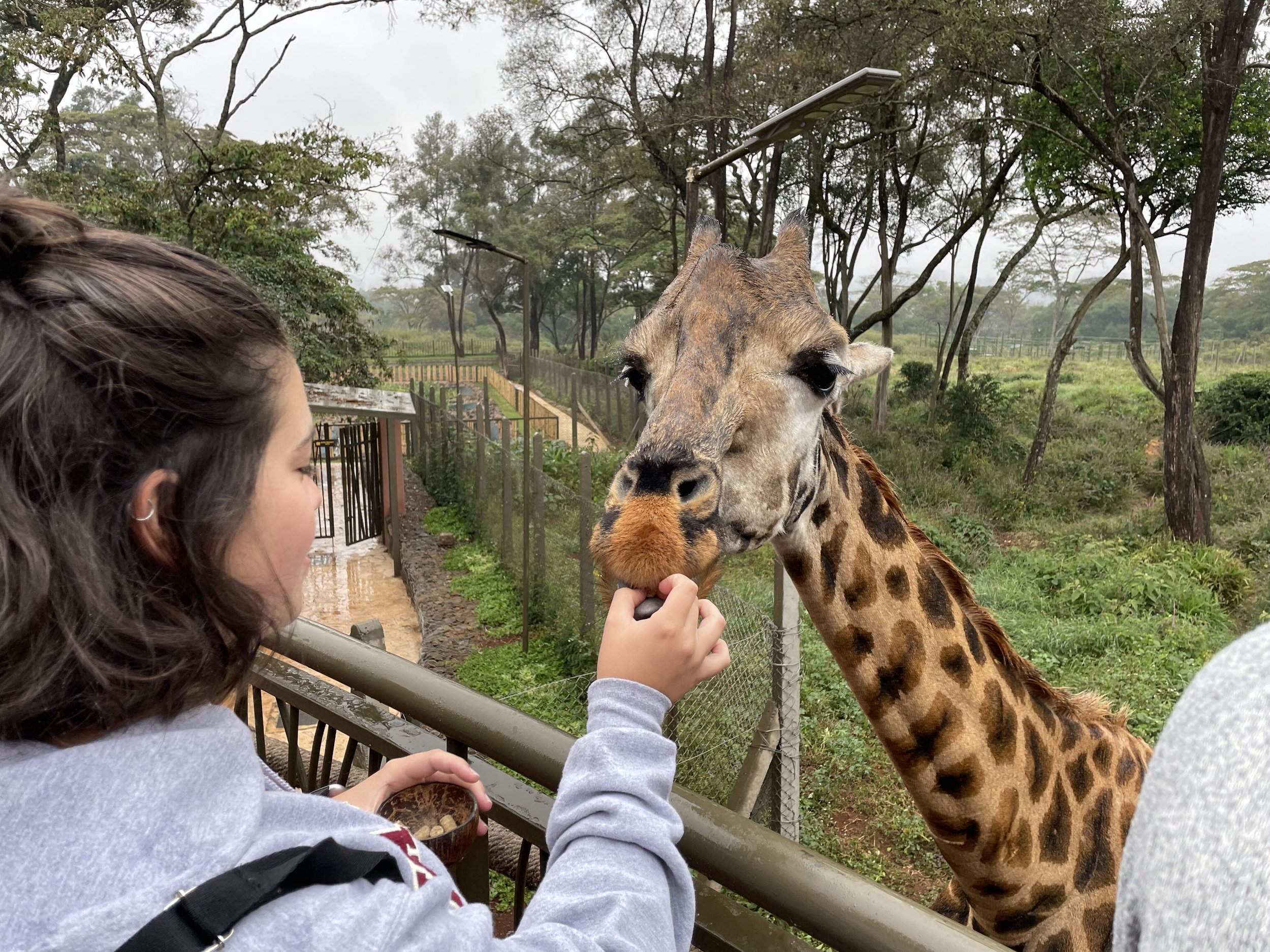 The Giraffe Center, Nairobi