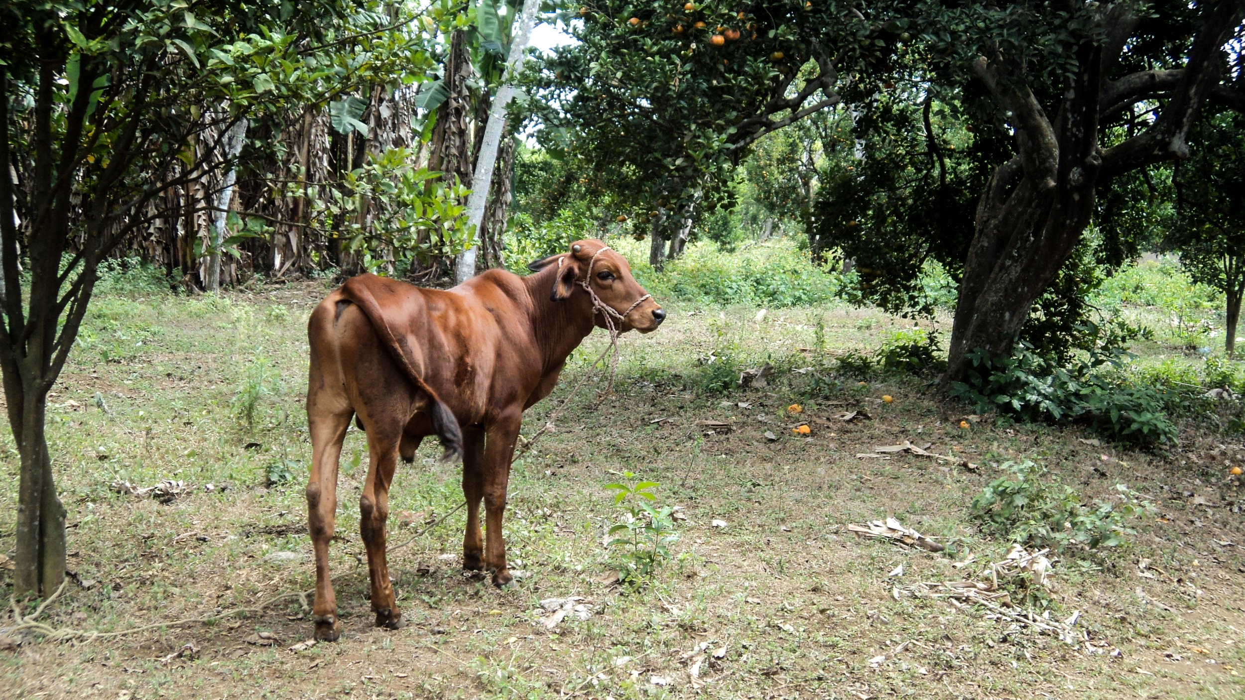 Nicaragua