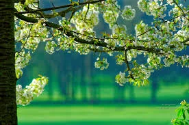 The Tree of Life bears fruit.