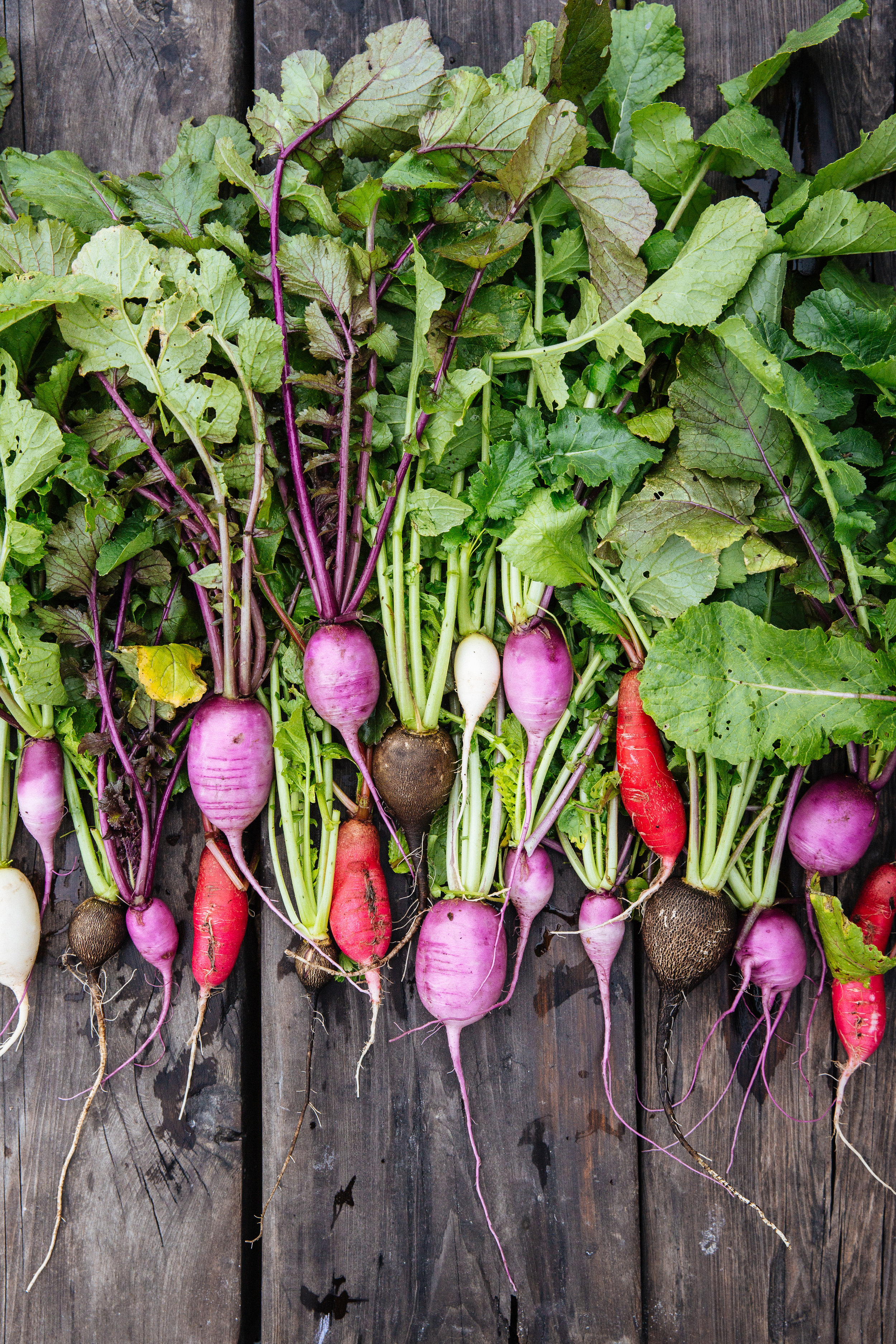 Grill Magazine_Paradigm Gardens-3520.jpg