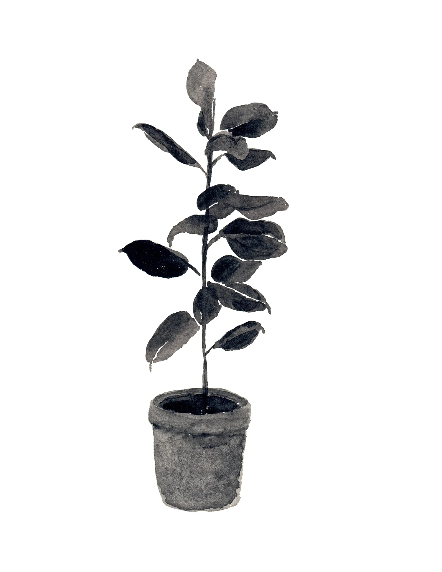 blackplant 5x7.jpg