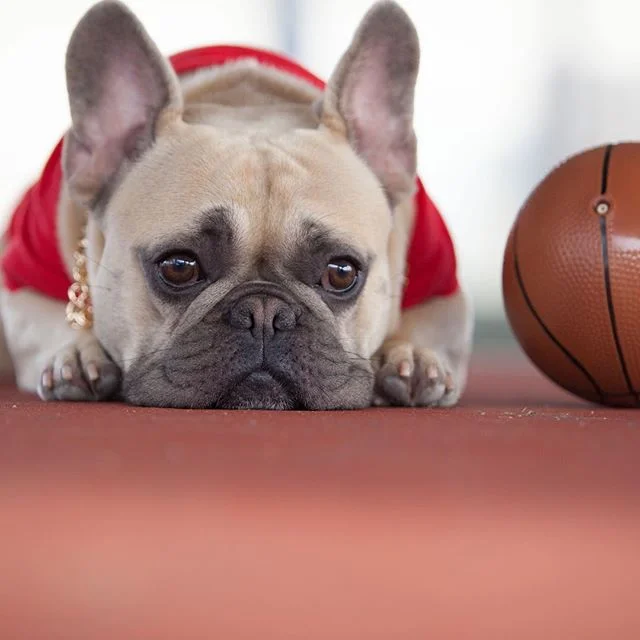 👋🏻 I&rsquo;m sigmond...cutest damn frenchie you will ever see.