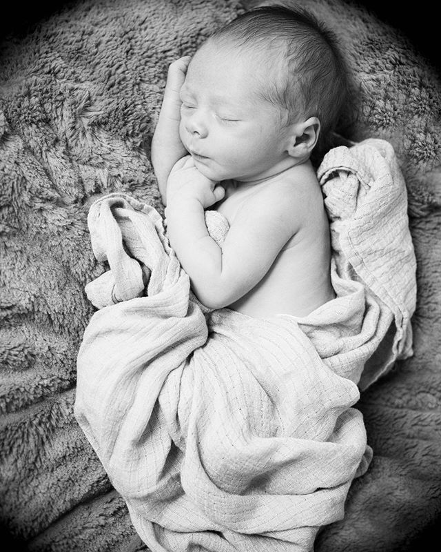 henry. this little 5 pound bebe 💙-melter. thank you @cheltskee21 for having photograph him.
