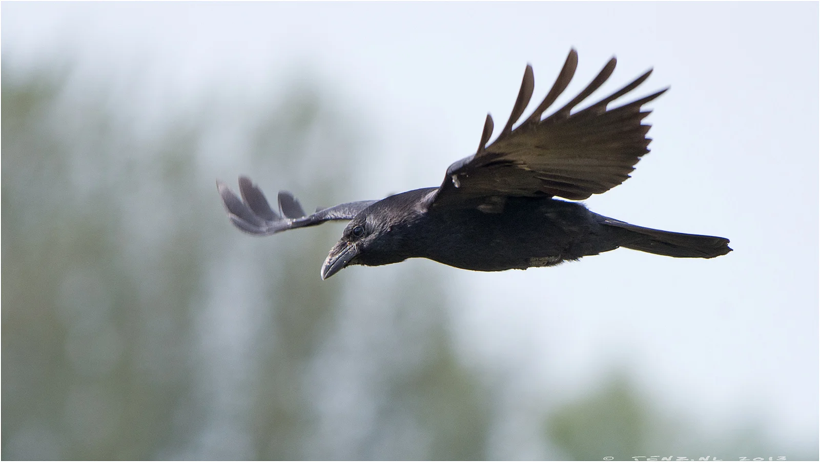 carrion crow.jpg