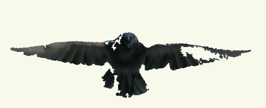 oddCrow.jpg