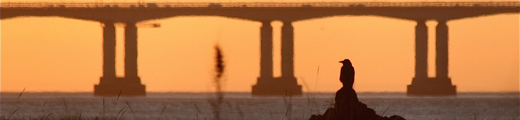 the crow and the bridge2.jpg