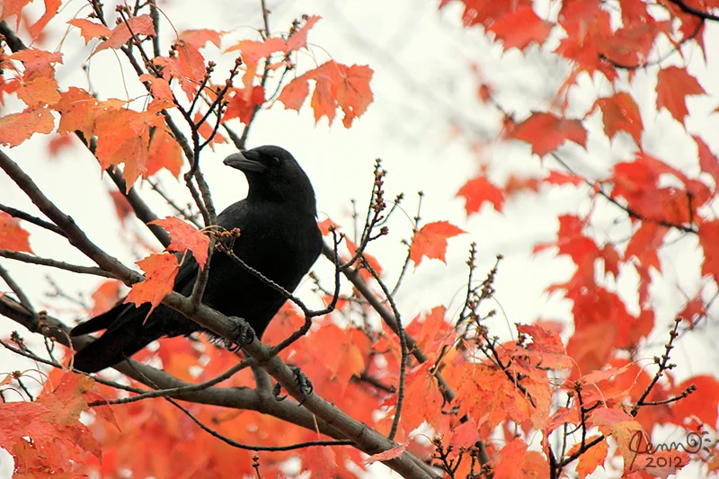 crow_in_maple.jpg