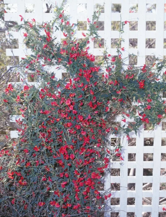 Kennedia Prostrata - "Running Postman"