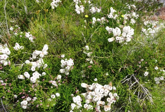 Melaleuca Huegelii (rambler)