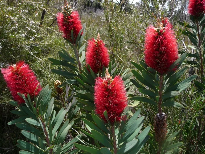Callistemon Glaucus - "Albany Bottlebrush"