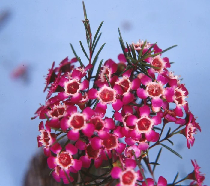 Chamelaucium Uncinatum - "Purple Pride"