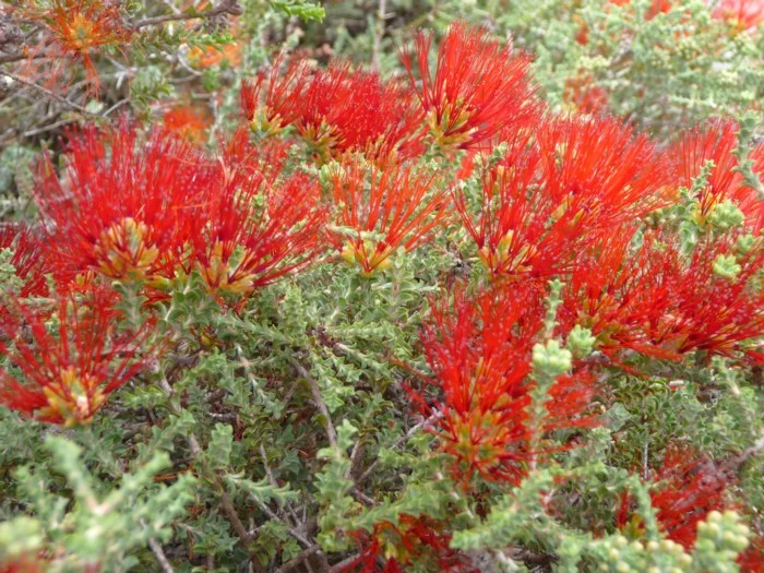 Beaufortia Squarrosa (red) - "Sand Bottlebrush"