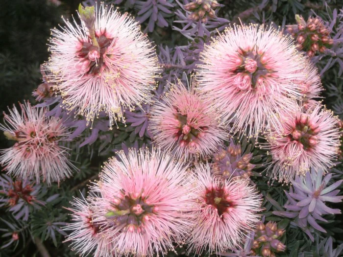 Kunzea Baxteri - "Solomons Pink"