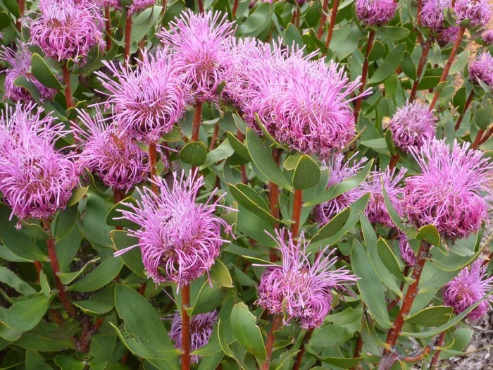 Isopogon Latifolius - "Stirling Range Cone Flower"
