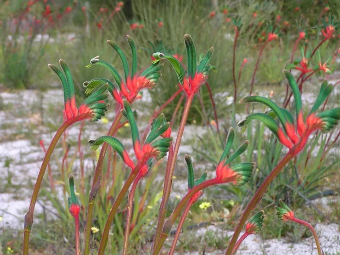 Anigozanthos Manglesii - "Red & Green Kangaroo Paw"