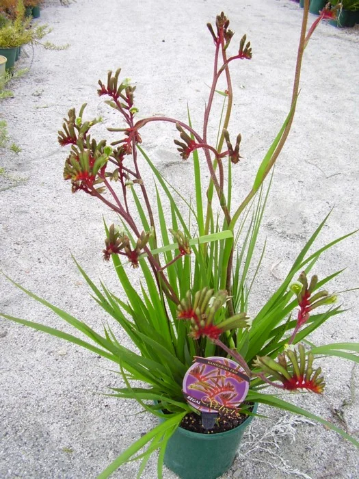 Anigozanthos - "Regal Velvet" pbr