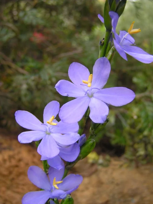 Orthrosanthus Polystachus - "Shade Iris"
