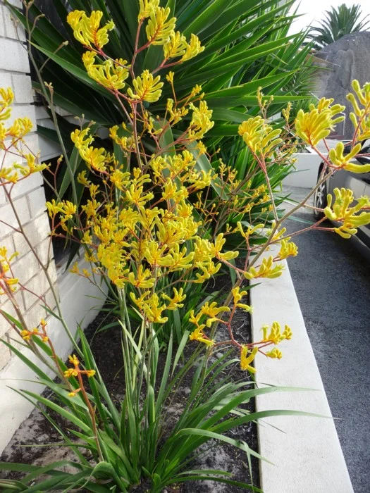Anigozanthos Hybrid - "Yellow Gem"