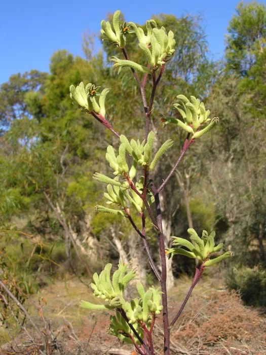 Anigozanthos Flavidus (Green)