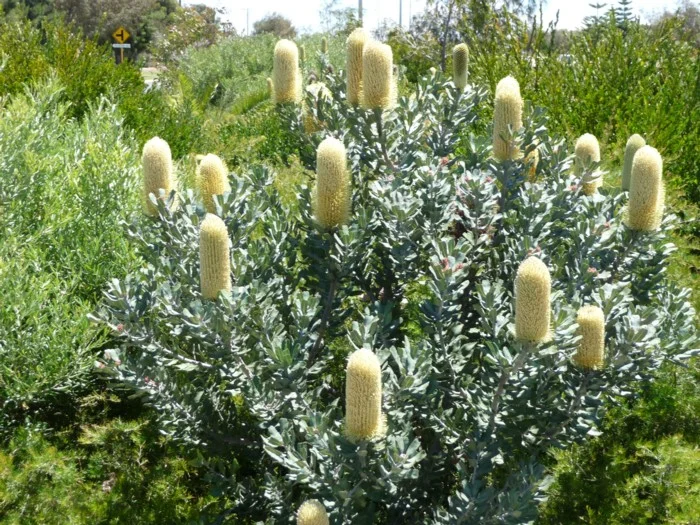 Banksia sceptrum (little form).jpg