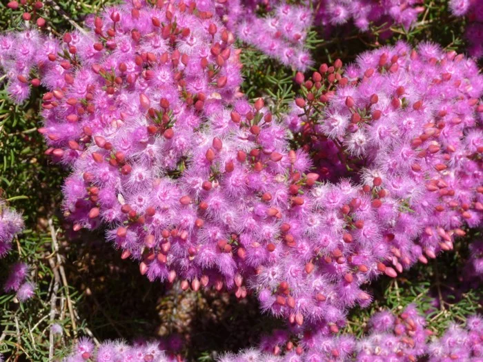 Verticordia Monadelpha Subsp Callitricha — Lullfitz Nursery