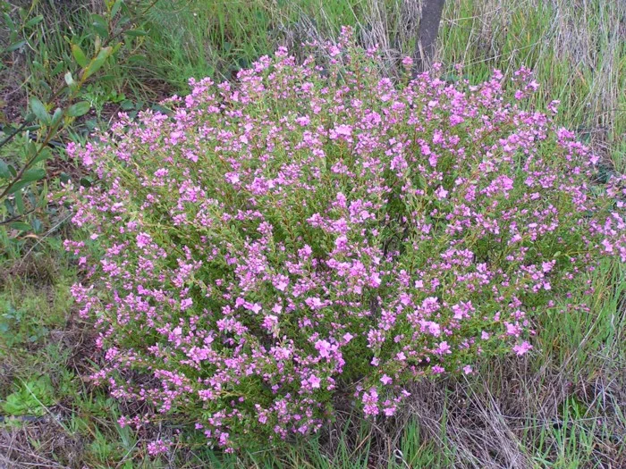 Boronia Crenulata — Lullfitz Nursery