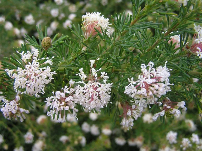GREVILLEA CRITHMIFOLIA PROSTRATE - GREEN CARPET
