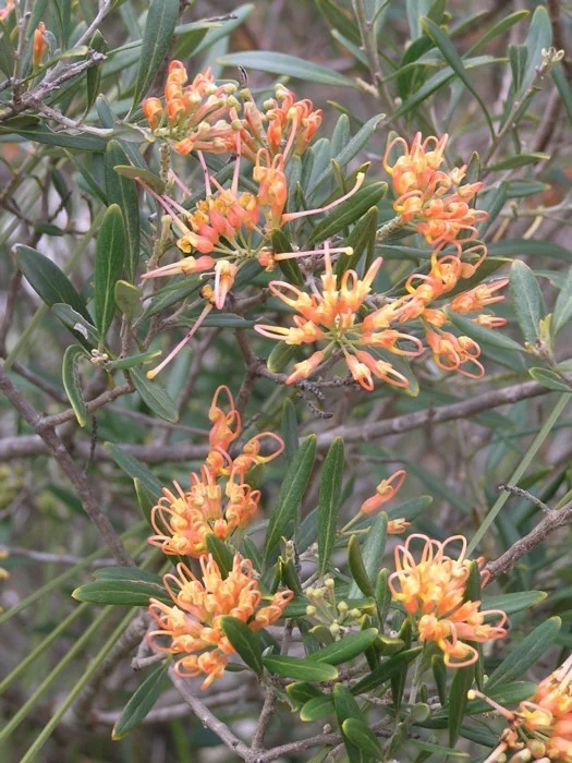 Grevillea Olivacea - "Apricot Glow"