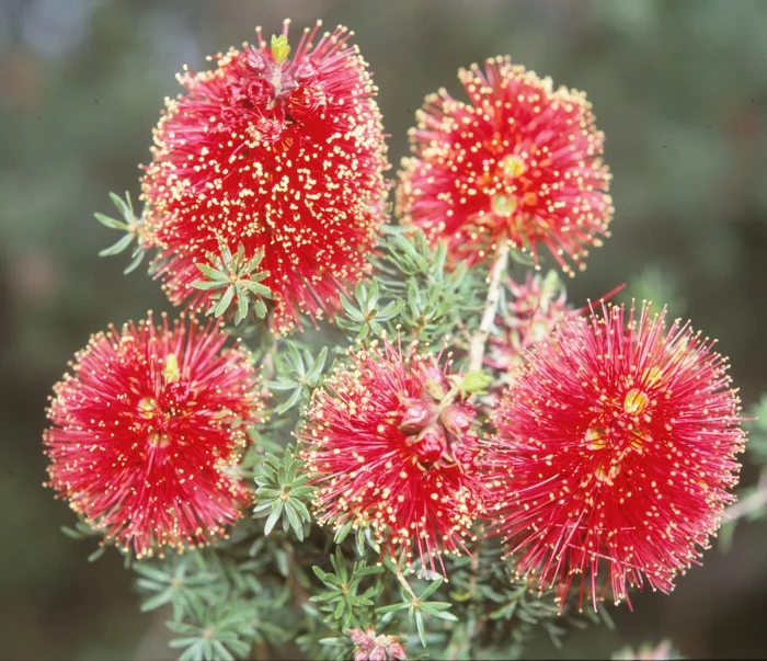 Kunzea Baxteri - "Winter Flowering Bottlebrush"