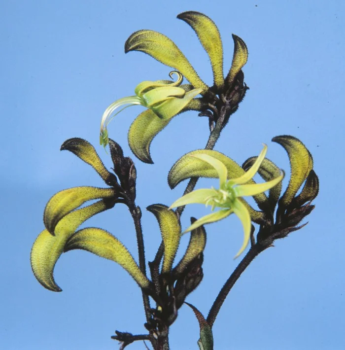 MACROPIDIA FULIGINOSA - "BLACK VELVET"