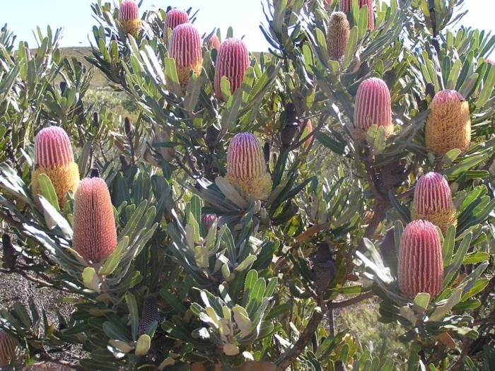 How Many Species Of Banksia Trees Are There? – YYDDL