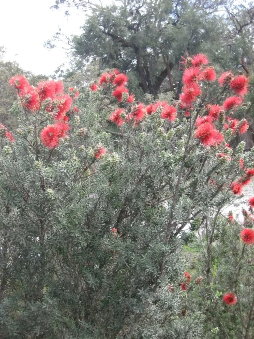 Kunzea pulchella 2.jpg
