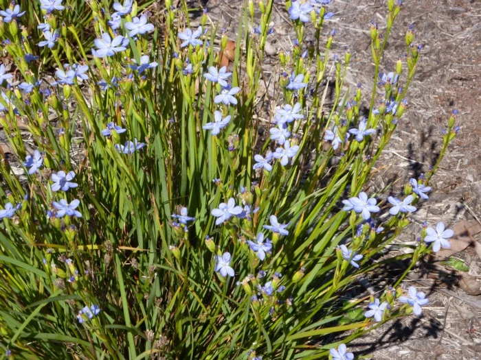 ORTHROSANTHUS MULTIFLORUS - "MORNING FLAG"