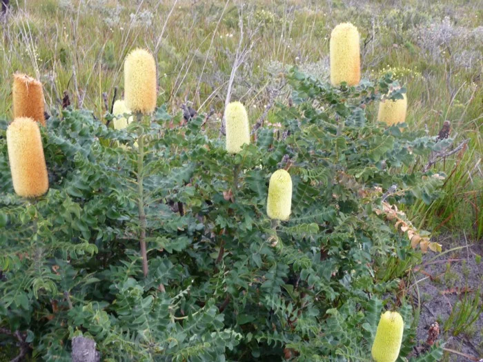 BANKSIA GRANDIS DWARF – “LITTLE BULL BANKSIA”